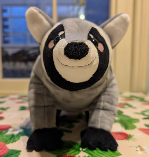 Raccoon Raccoon